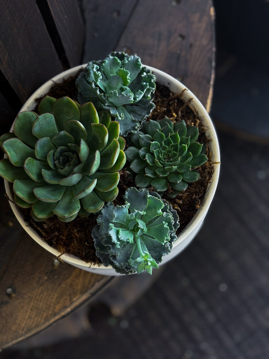 What flowers to give a man? Tips from a florist
