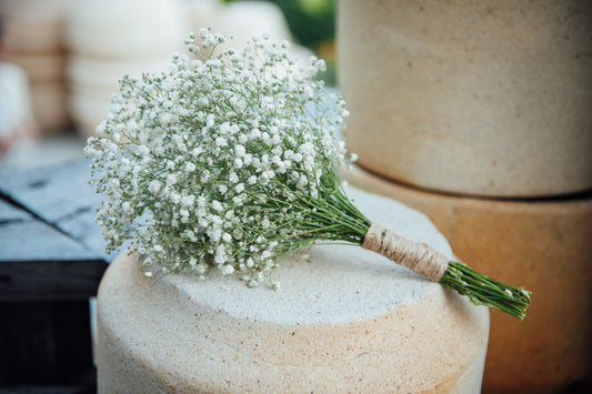 Gypsophila: what kind of flower is it, its photo and color meanings