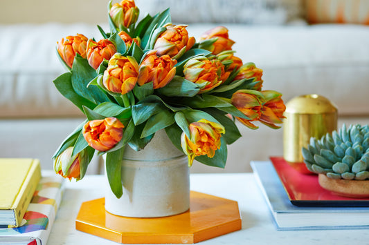 Tulips: how to care?