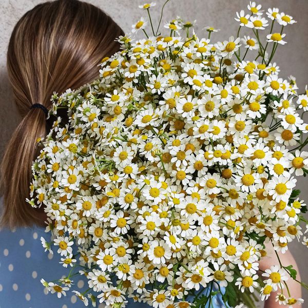 How to keep daisies in a vase longer