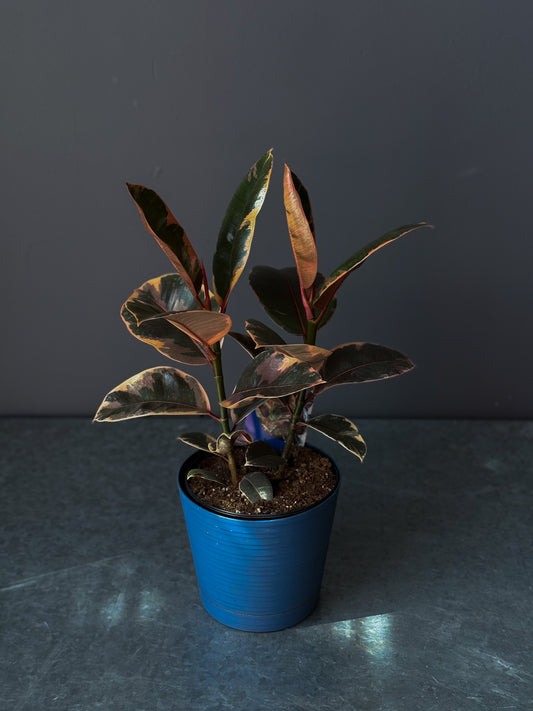 Ficus elastica 'Ruby' 6"