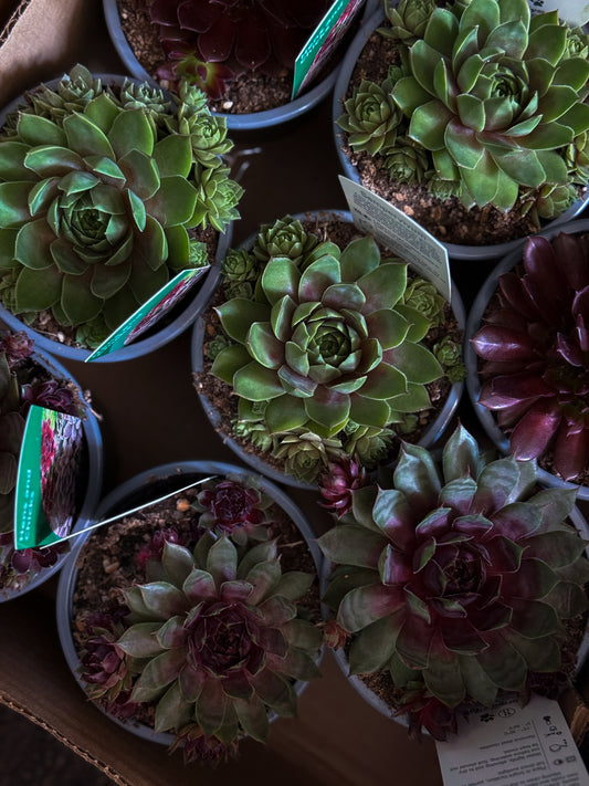 Sempervivum Mix Assorted