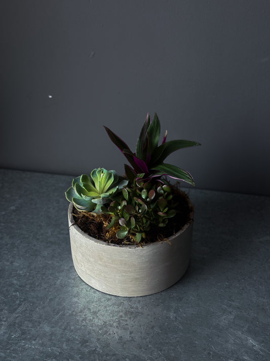 Succulent Mix