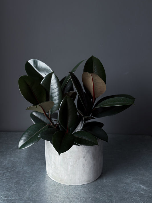 Ficus 'Burgundy' 8" (Pot incl)