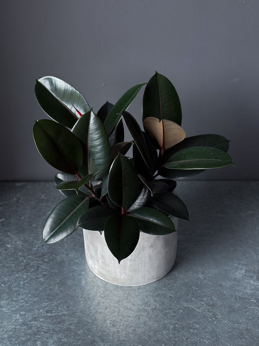 Ficus 'Burgundy' 8" (Pot incl)