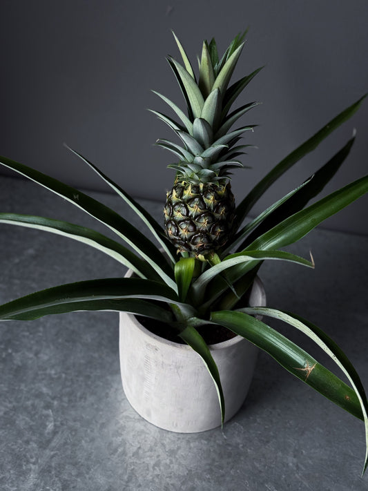 Pineapple Plant 6" (Pot incl)