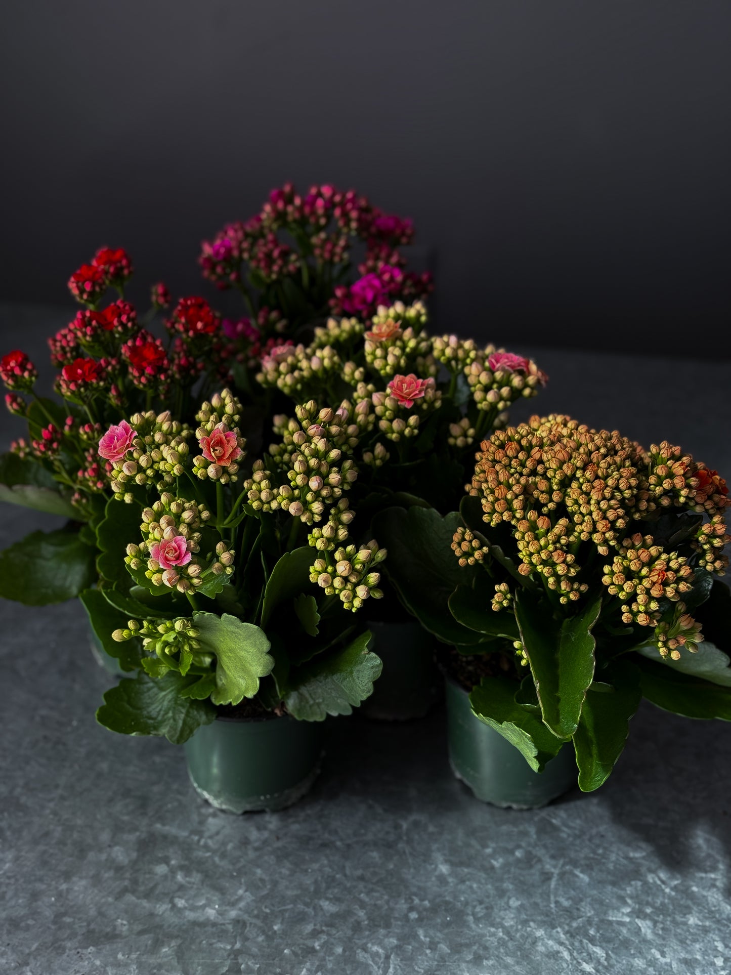 Kalanchoe – 4” Pot