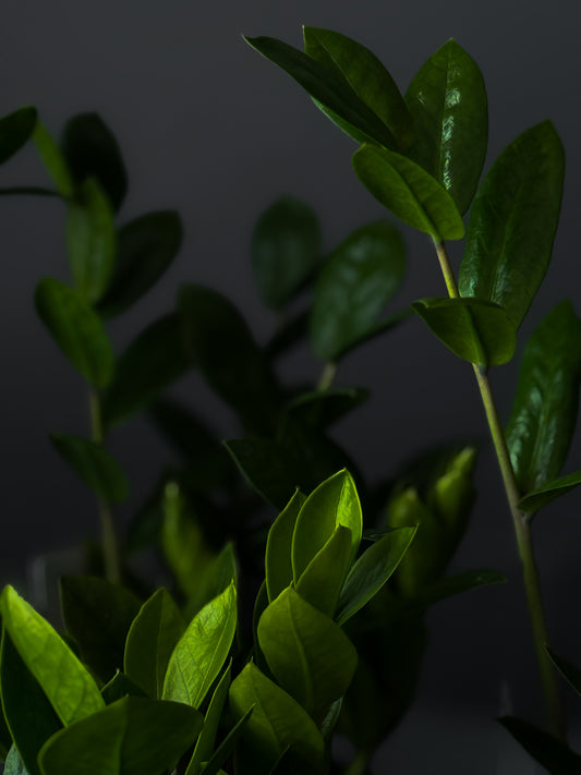 Zamioculcas – 6" Pot