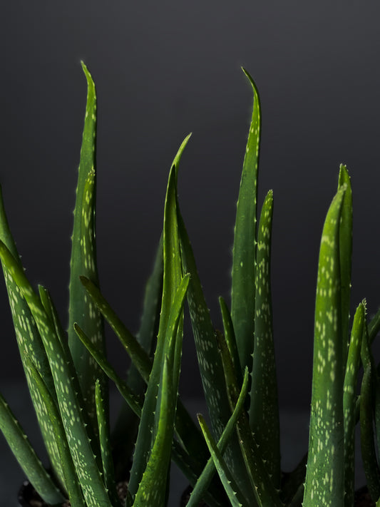 Aloe Vera – 4" Pot
