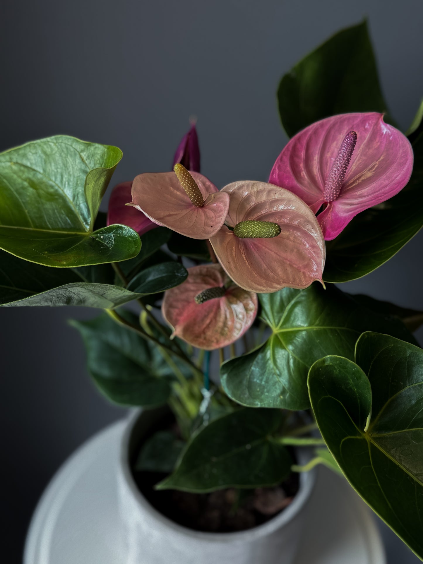 Anthurium – 6" Pot