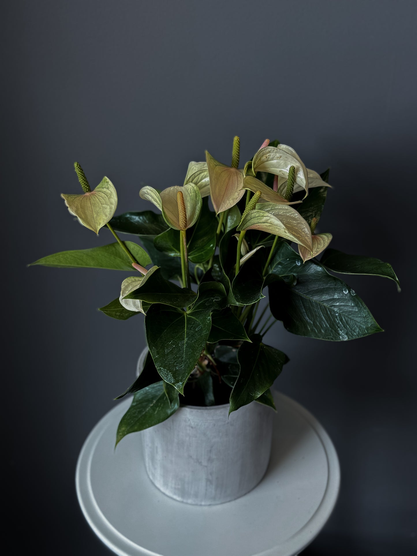 Anthurium – 6" Pot