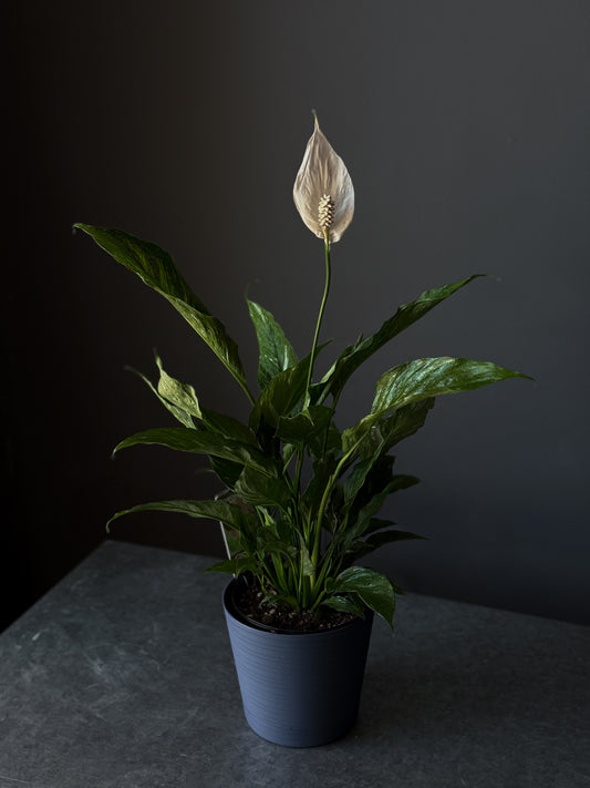 Peace Lily 'Domino' – 6" Pot