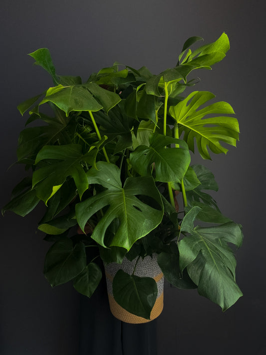 3GAL MONSTERA