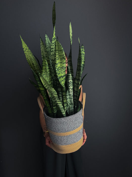 3GAL SNAKE PLANT