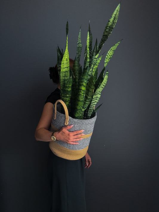 3GAL SNAKE PLANT