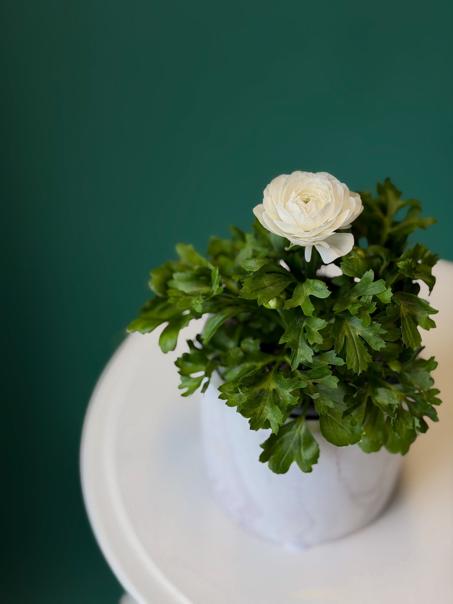 Mini Ranunculus Plant – Pink/Red/White Bloom