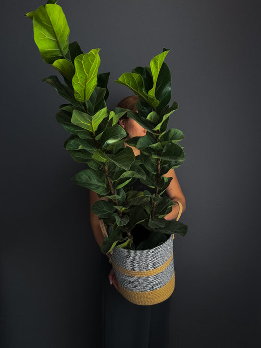3GAL Fiddle Leaf Fig (Ficus lyrata)