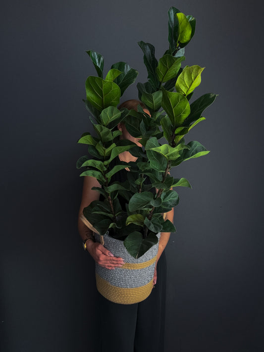 3GAL Fiddle Leaf Fig (Ficus lyrata)