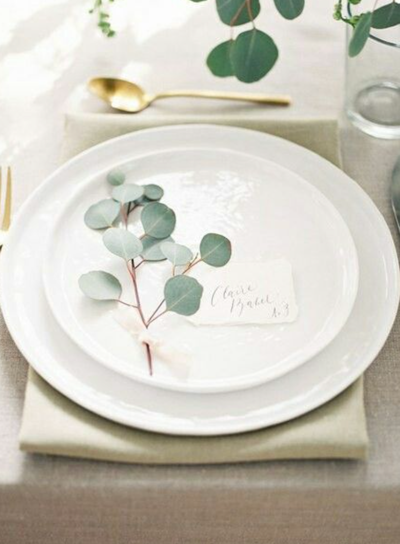 Eucalyptus stems