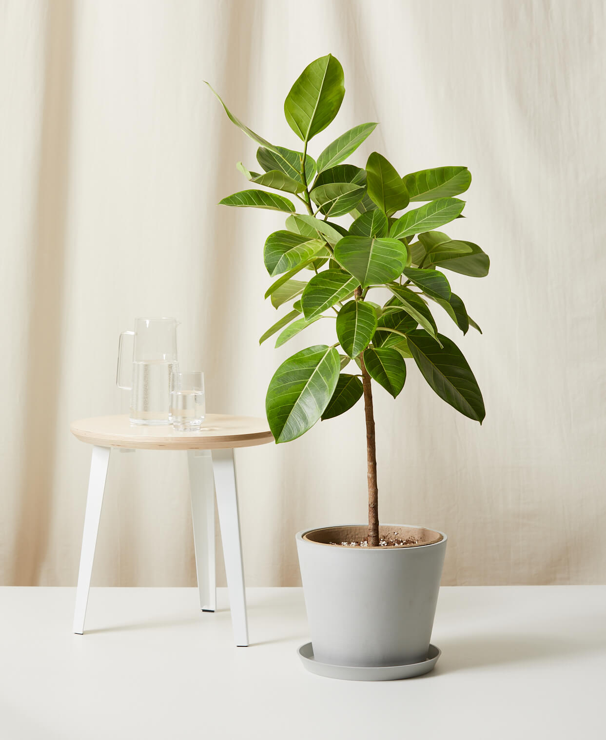 Ficus In House How to care for ficus at home | Paeonia Fleuristerie Boutique