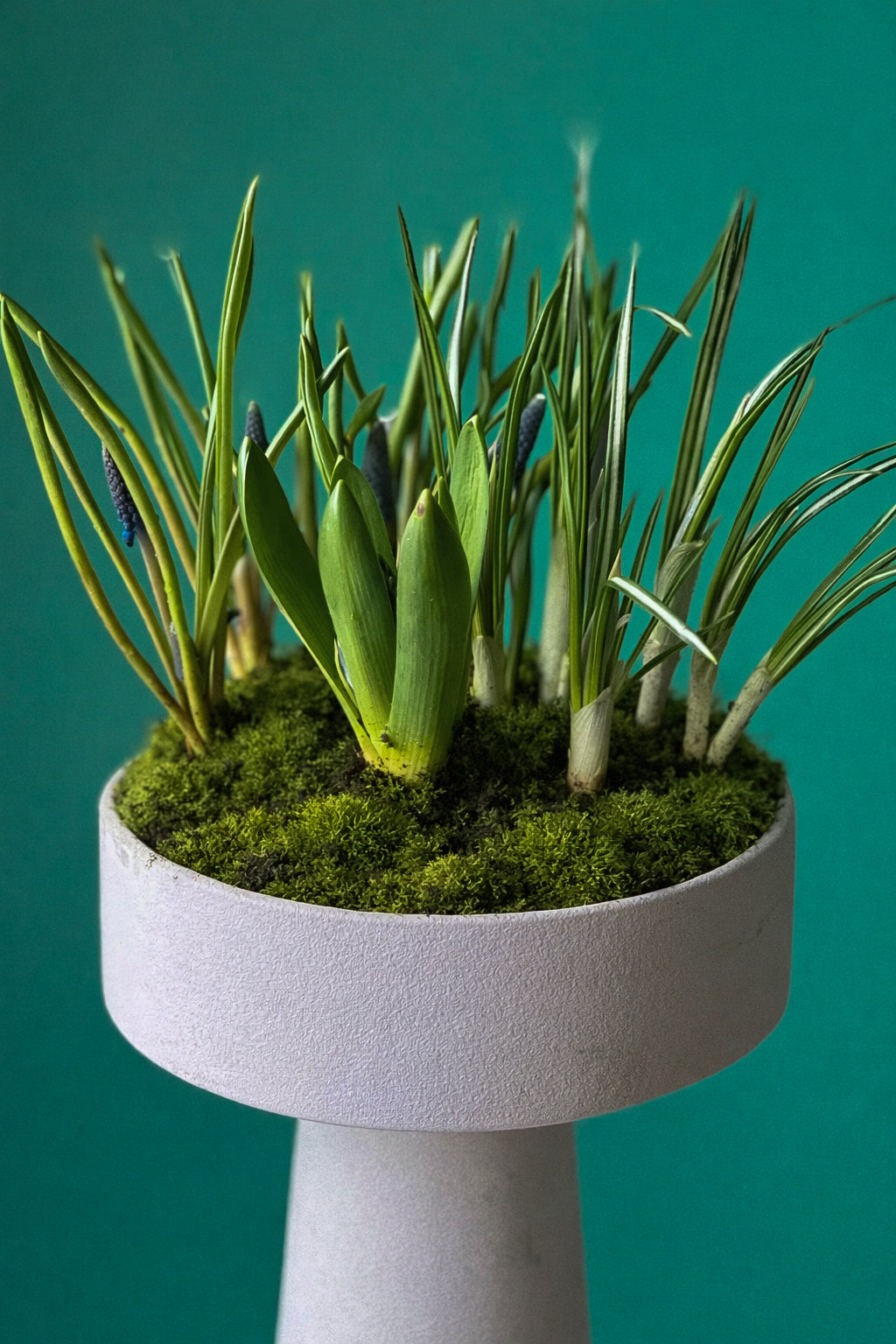 #3 Modern Spring Garden – Elevated Bulb Arrangement (Hyacunth + Narciss)