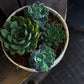Succulent Mix