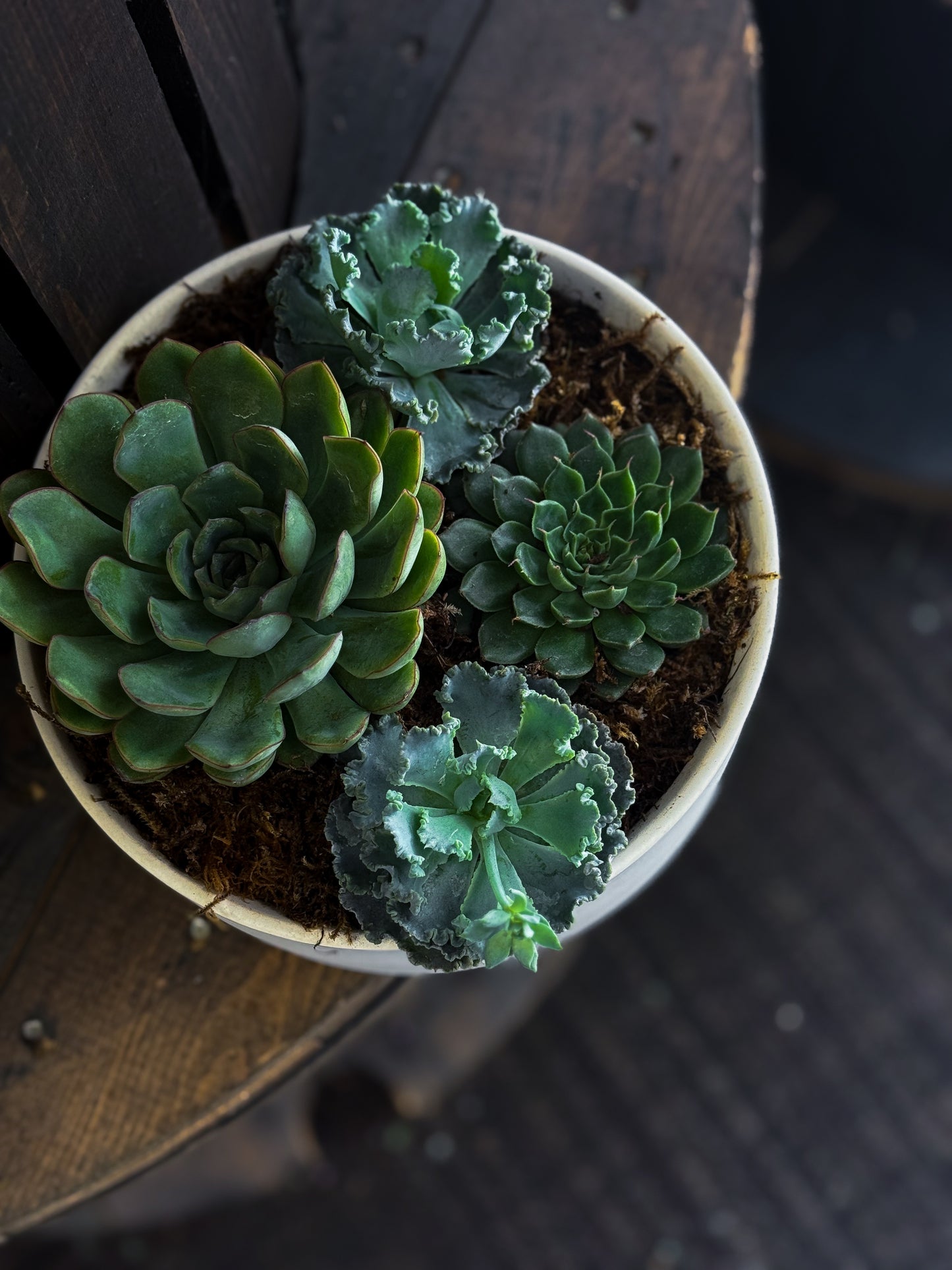 Succulent Mix