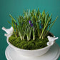 #2 Blooming Spring Garden – Bulb & Moss Bowl (Crocus + Muscar)