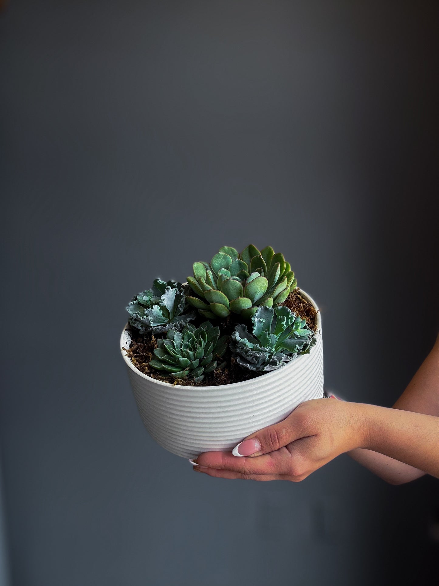 Succulent Mix