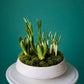 #4 Mini Spring Garden – Living Bulb Arrangement (Hyacinth + Narciss+ Crocus)