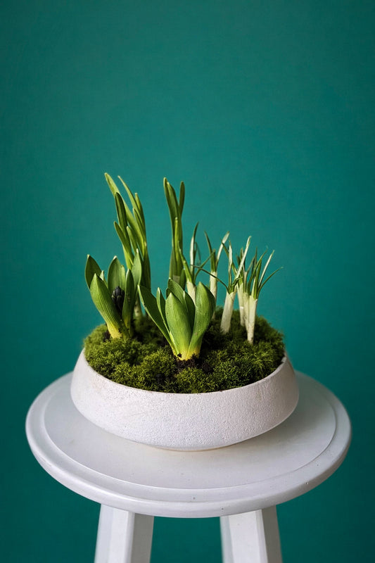 #4 Mini Spring Garden – Living Bulb Arrangement (Hyacinth + Narciss+ Crocus)
