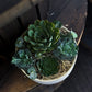 Succulent Mix