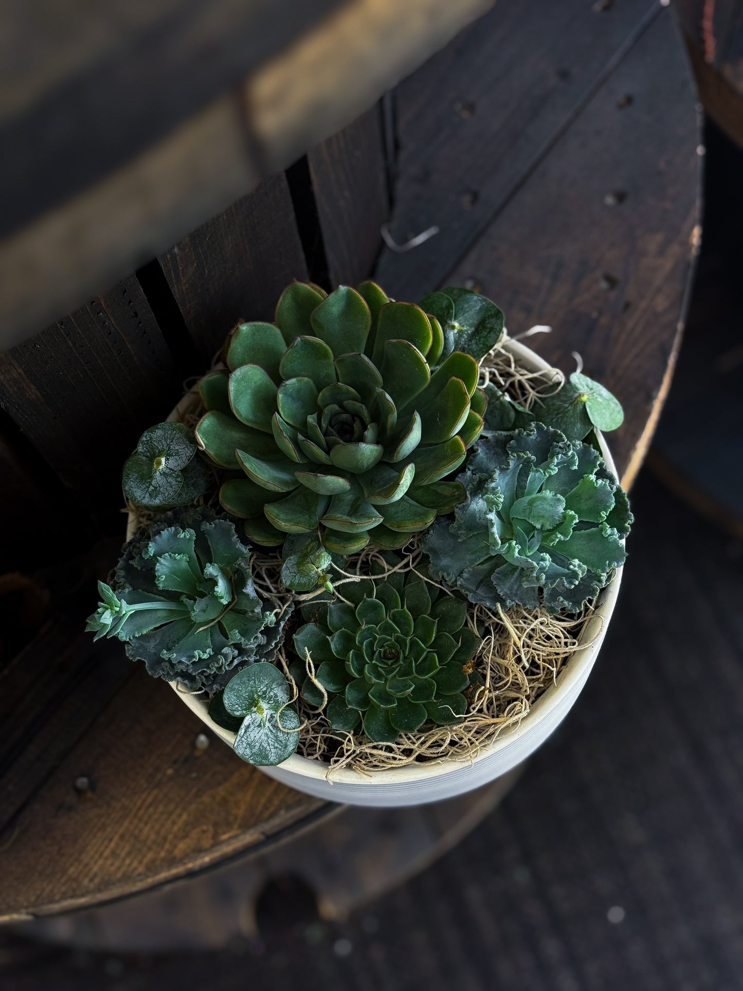Succulent Mix