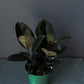 Ficus 'Burgundy' 8" (Pot incl)