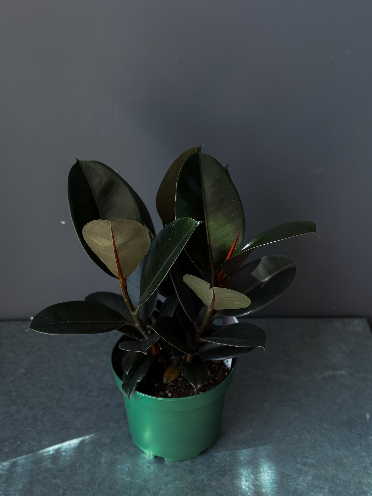 Ficus 'Burgundy' 8" (Pot incl)