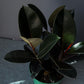 Ficus 'Burgundy' 8" (Pot incl)