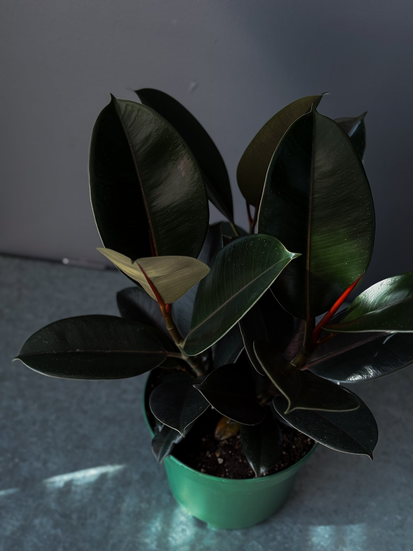 Ficus 'Burgundy' 8" (Pot incl)