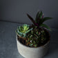 Succulent Mix