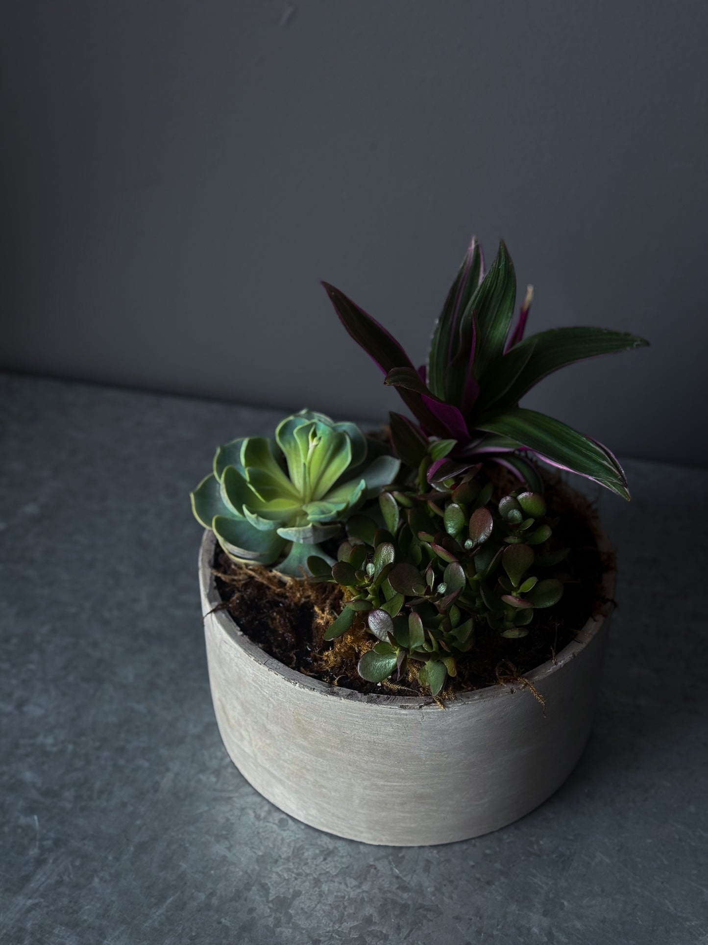 Succulent Mix