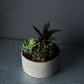 Succulent Mix