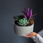 Succulent Mix