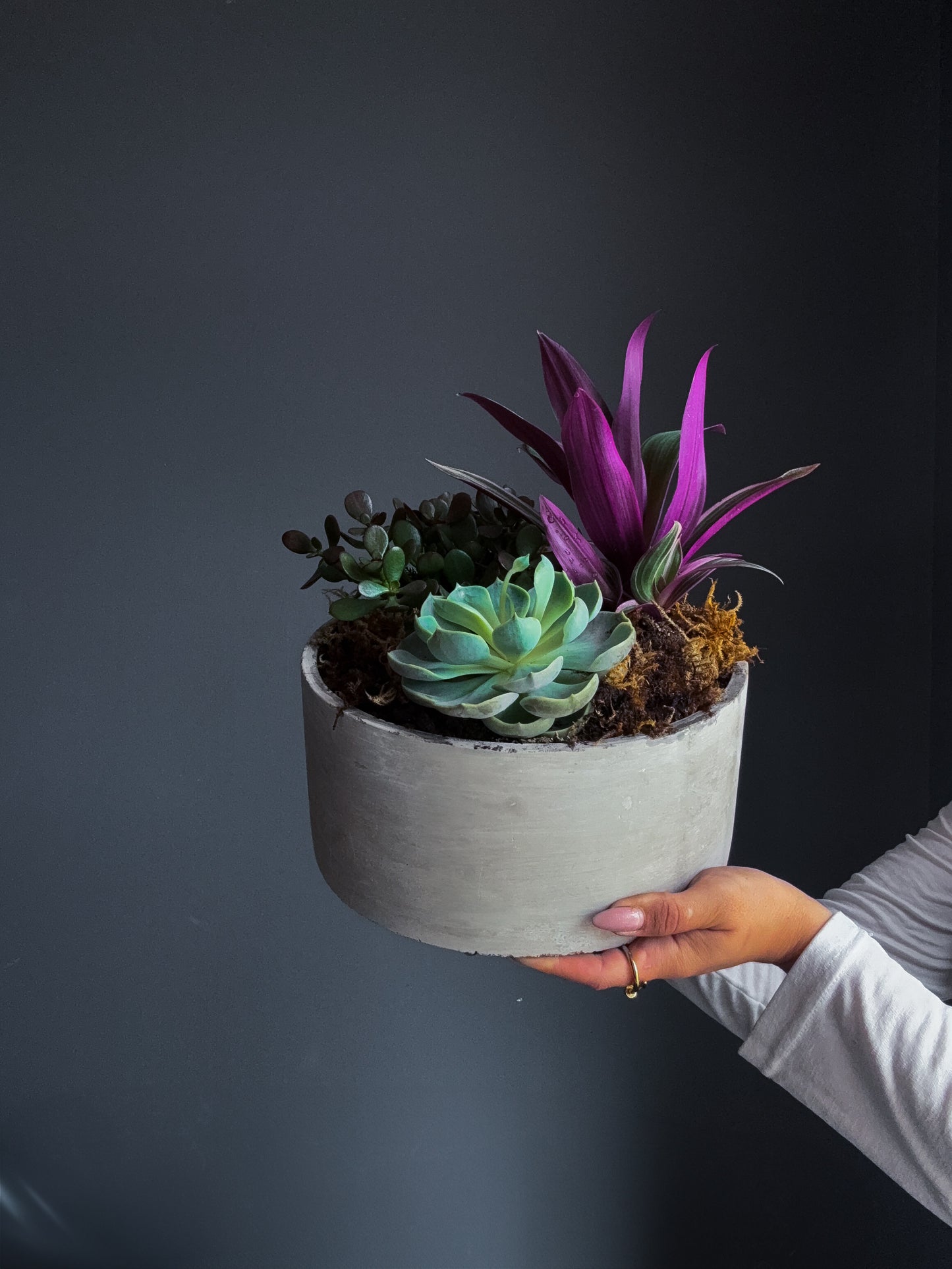 Succulent Mix