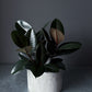Ficus 'Burgundy' 8" (Pot incl)