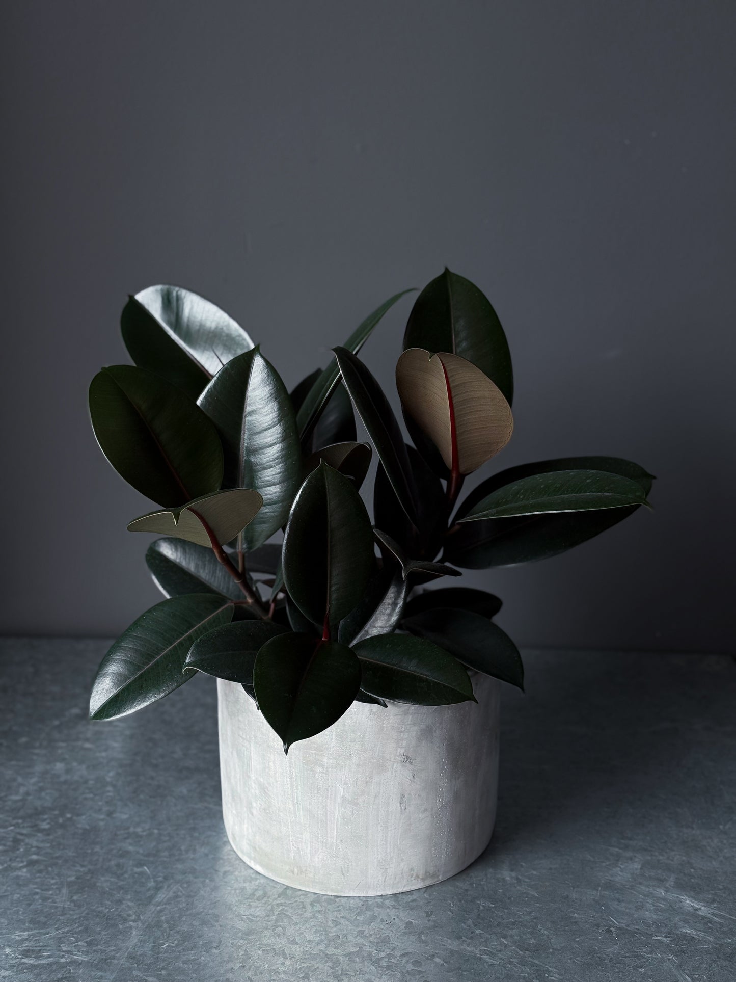 Ficus 'Burgundy' 8" (Pot incl)