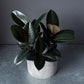 Ficus 'Burgundy' 8" (Pot incl)