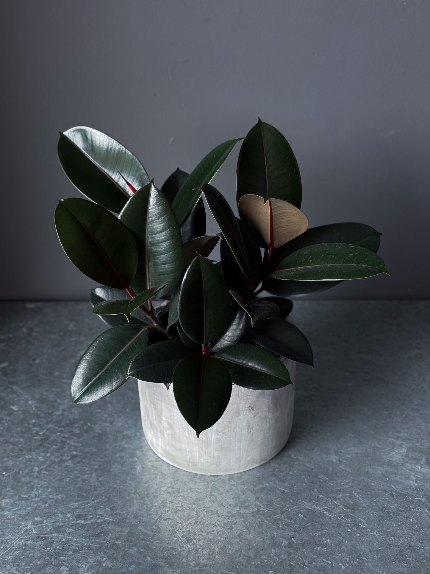 Ficus 'Burgundy' 8" (Pot incl)
