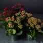 Kalanchoe – 4” Pot