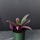 Tradescantia ‘Tricolor’ – 4” Pot