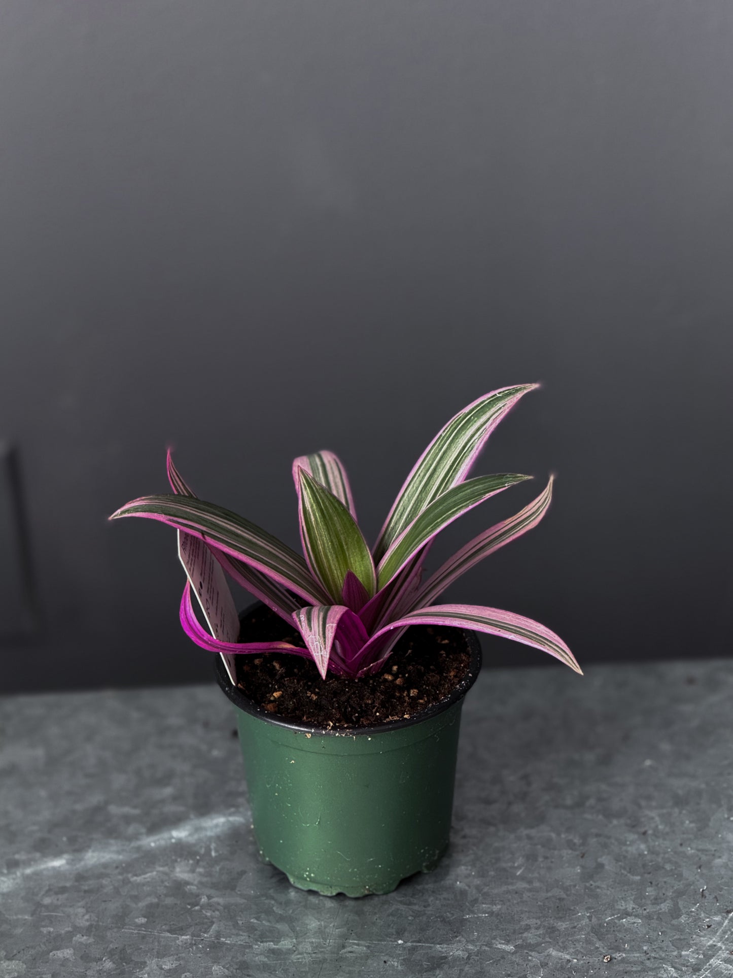 Tradescantia ‘Tricolor’ – 4” Pot