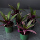 Tradescantia ‘Tricolor’ – 4” Pot